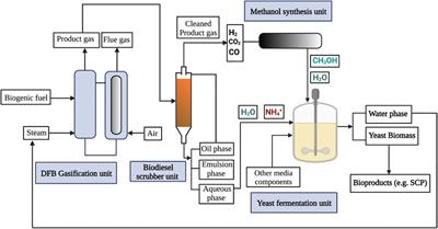 Nitrogen recovery from low-value biogenic feedstocks via steam gasification to methylotrophic yeast biomass